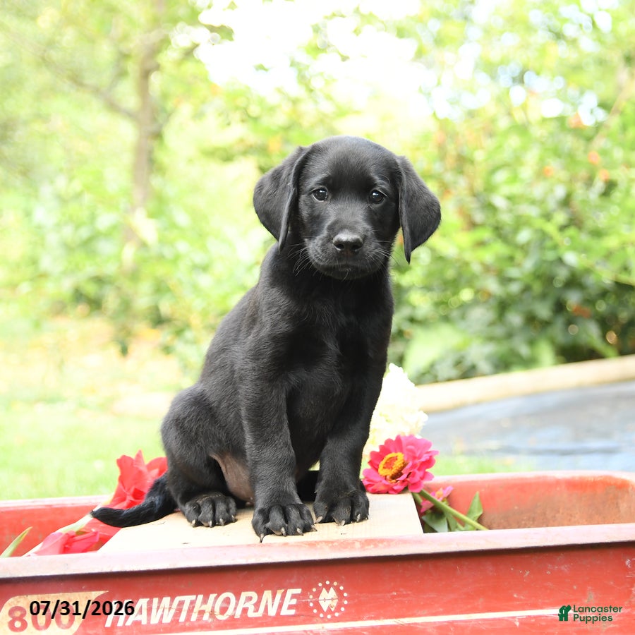 Labrador Retriever dogs Benji - Ad 2