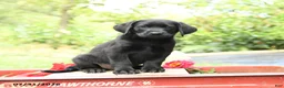 Labrador Retriever dogs for sale: Benji - Ad 2
