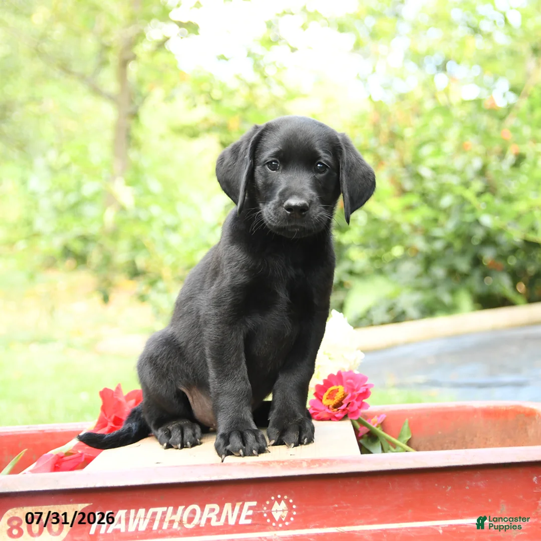 Labrador Retriever dogs for sale: Benji - Ad 2