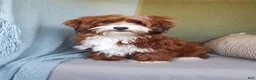 Havanese dogs for sale: Denali - Ad 6