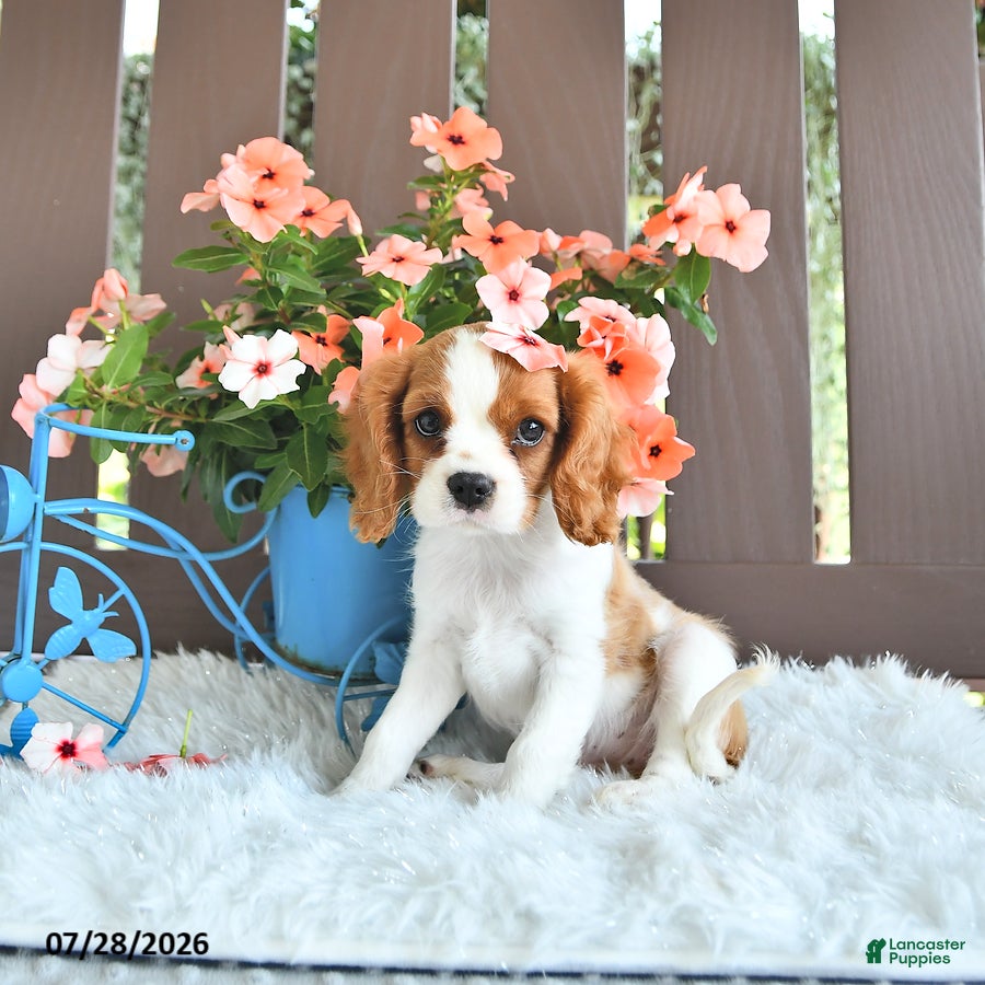 Cavalier King Charles Spaniel dogs Jade - Ad 2