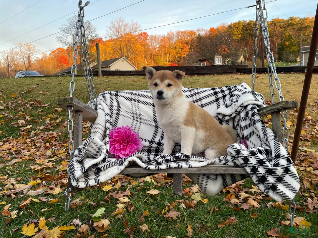 Shiba Inu dogs for sale: Striper  - Ad 1