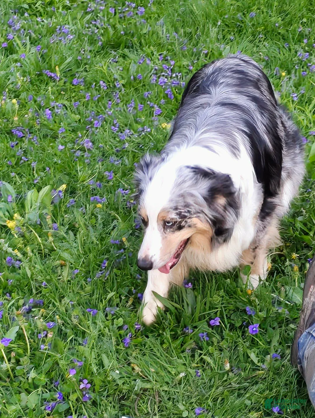 Australian Shepherd dogs for sale: Donna - Ad 2