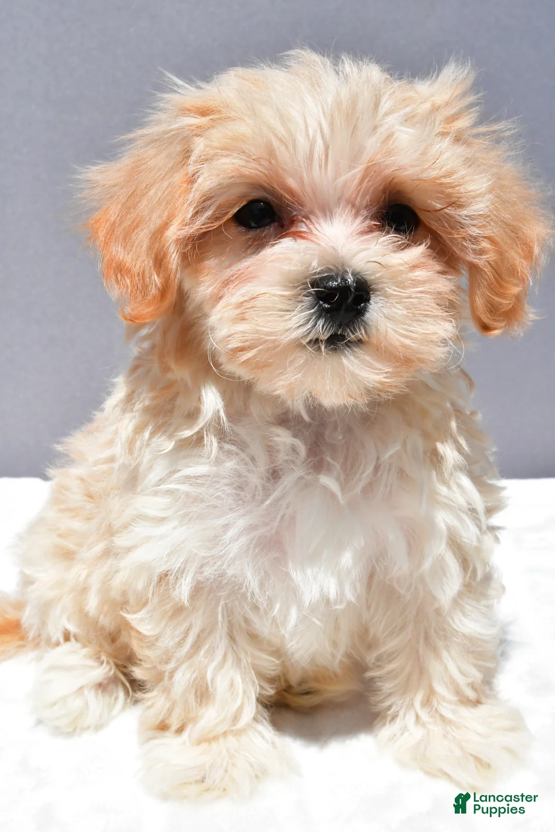 Maltipoo dogs for sale: Carl - Ad 2
