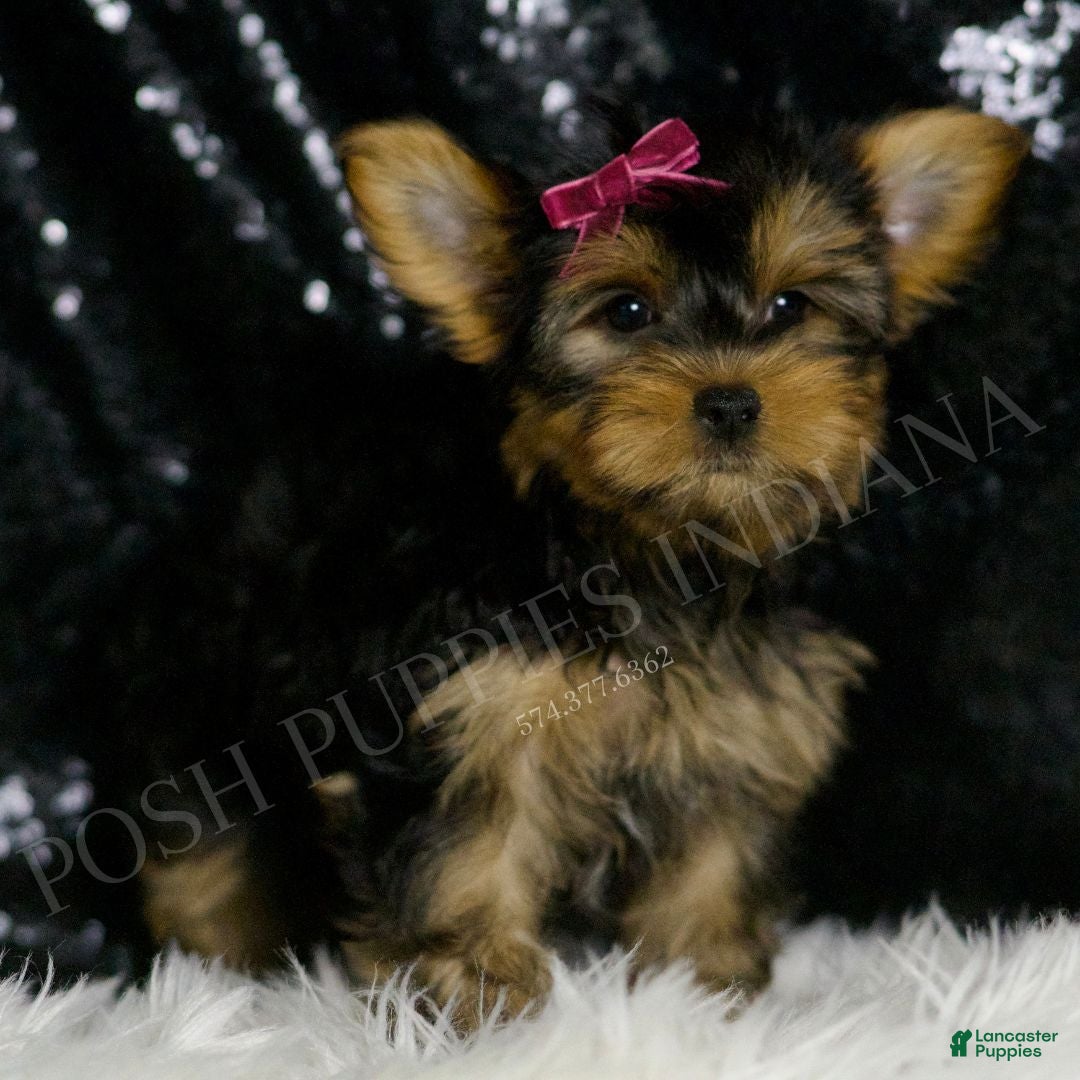 Yorkshire Terrier dogs Molly - Ad 20