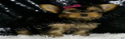 Yorkshire Terrier dogs for sale: Molly - Ad 1