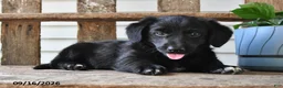 Mixed Breed dogs for sale: Charlotte - Ad 5