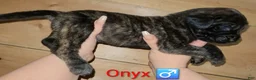 English Mastiff dogs for sale: Onyx  - Ad 4
