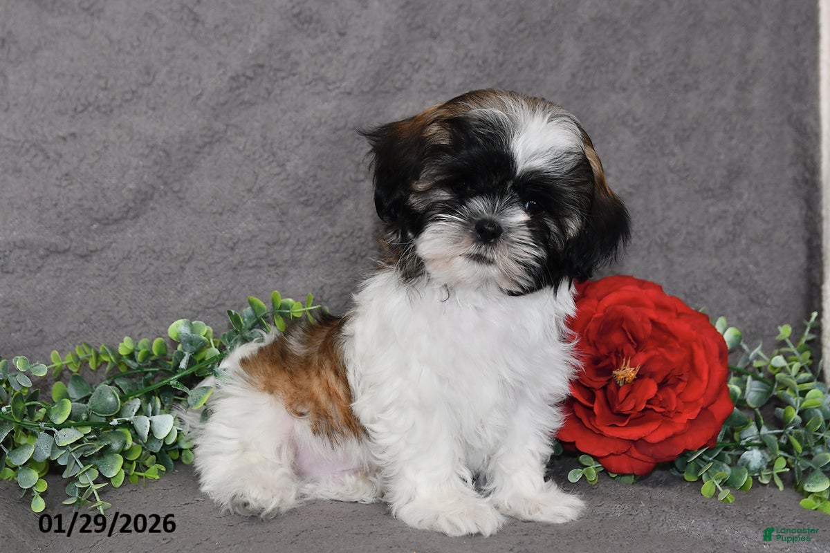 Shih Tzu dogs Cole - Ad 21