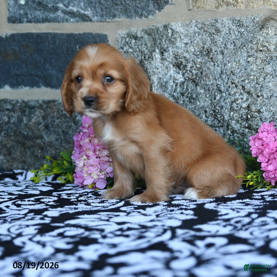 English Cocker Spaniel dogs Tommy - Ad 2