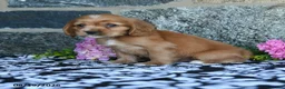 English Cocker Spaniel dogs for sale: Tommy - Ad 2