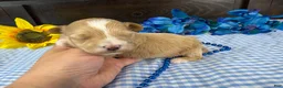 Havapoo dogs for sale: Havapoo 2 - Ad 5