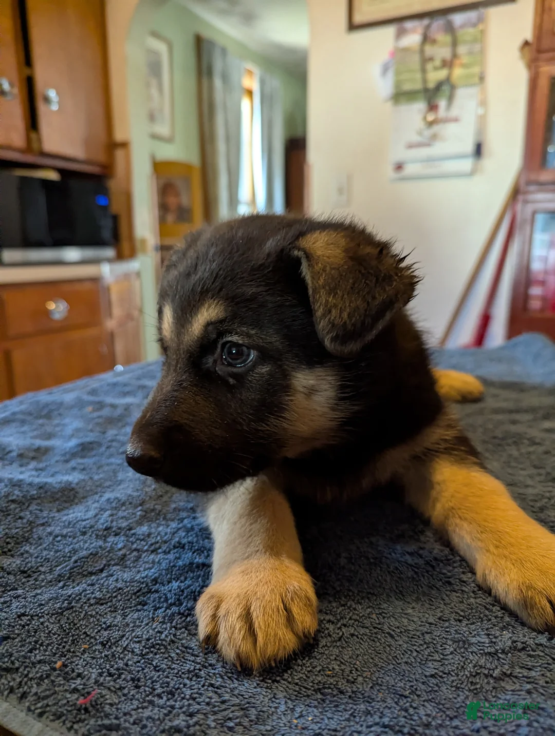 German Shepherd dogs for sale: German Shepherd Puppy 1 - Ad 2