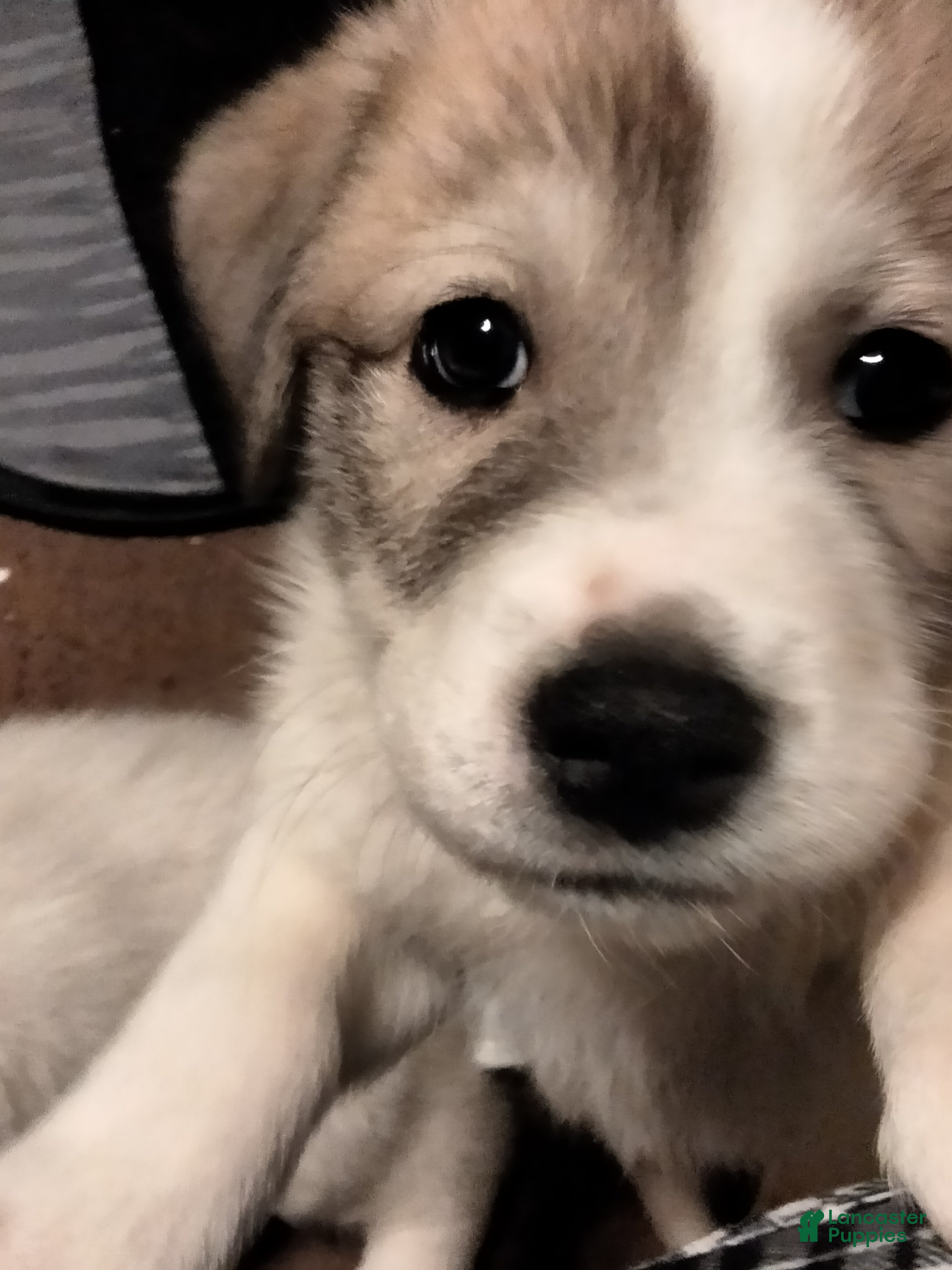 Mixed Breed dogs Chewy Boy  - Ad 24