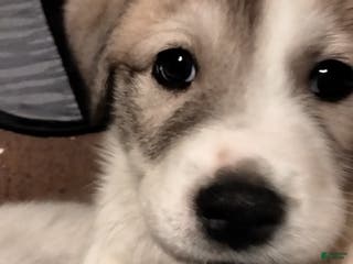 Mixed Breed dogs Chewy Boy - Ad 24