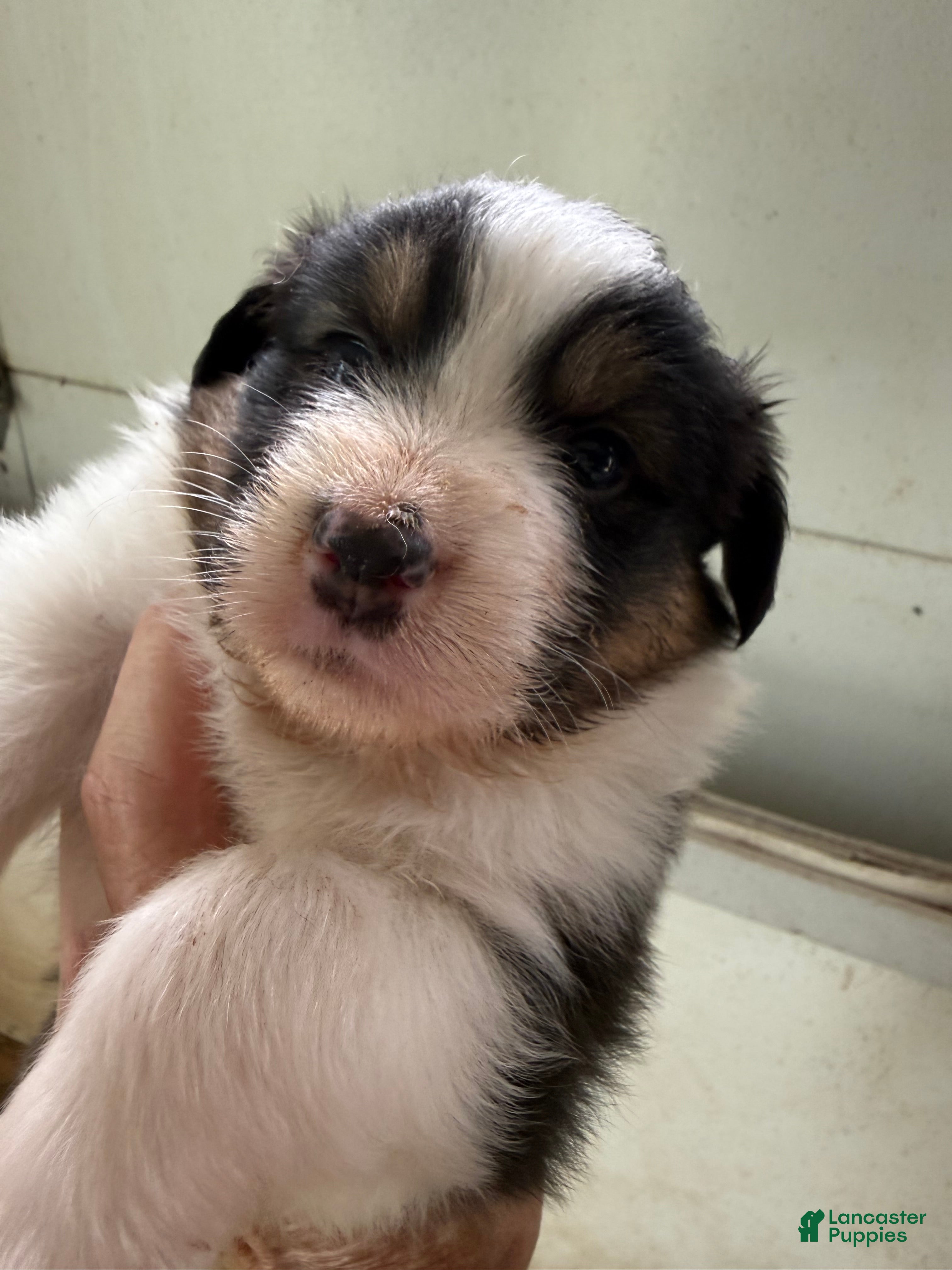 Australian Shepherd dogs Jaclyn - Ad 12