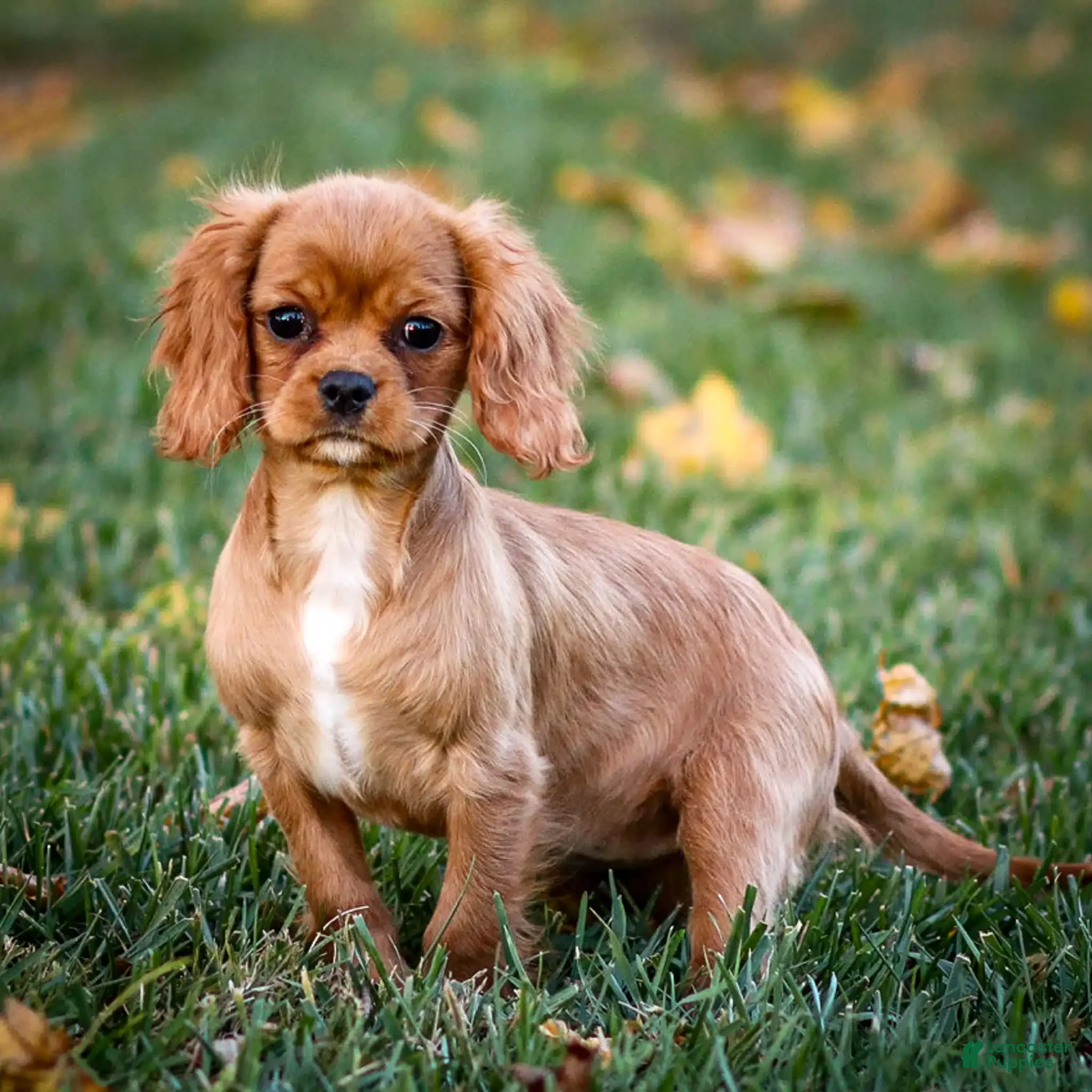 Cavalier King Charles Spaniel dogs Alexandra - Ad 25