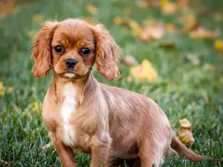 Cavalier King Charles Spaniel dogs Alexandra - Ad 25