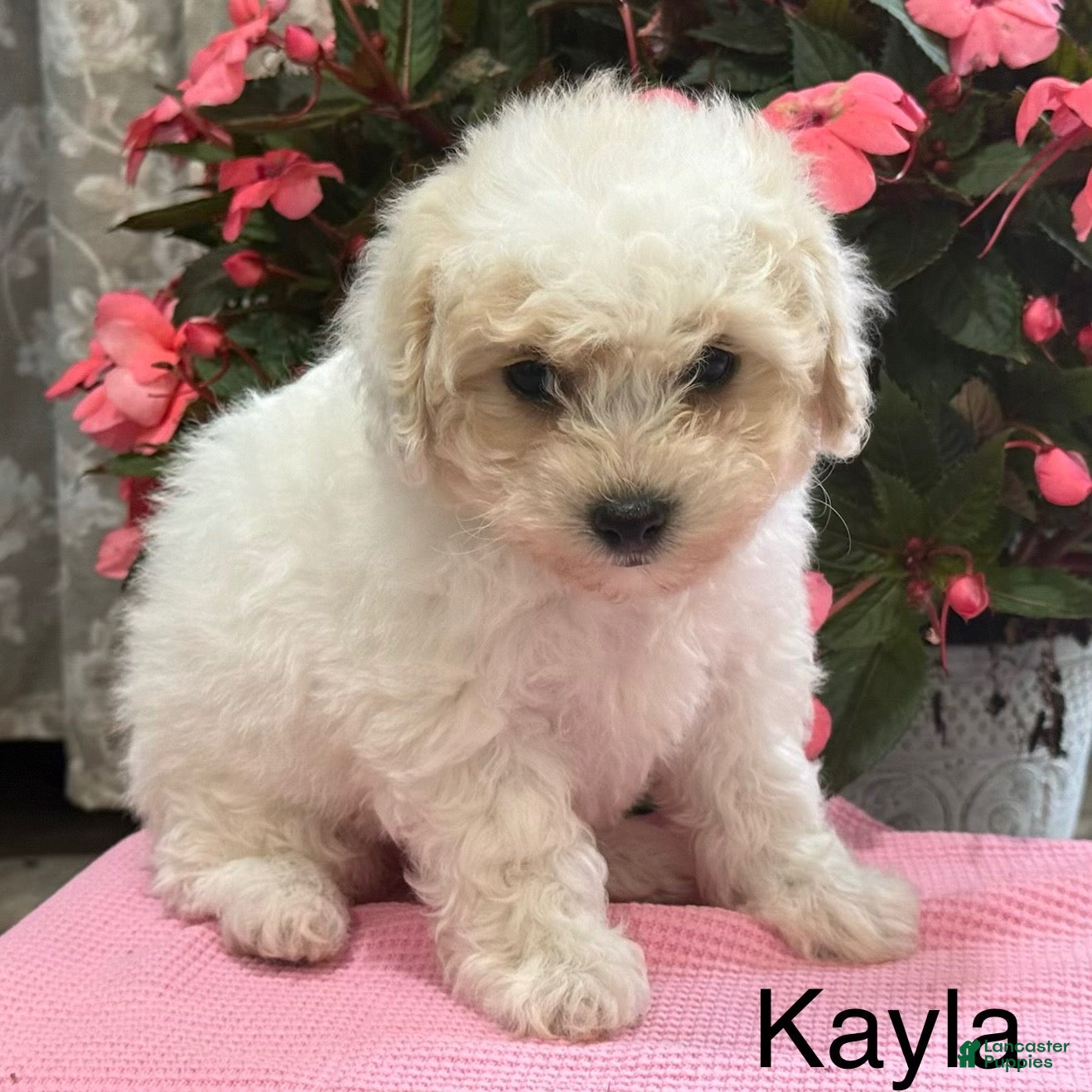 Bichpoo dogs for sale: Kayla - Ad 3