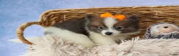 Pomeranian dogs for sale: Easton🐾 - Ad 12