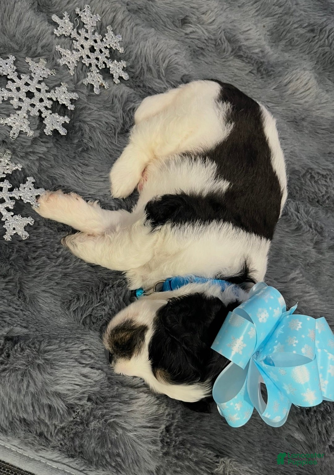 Bernedoodle dogs for sale: Rain - Ad 3