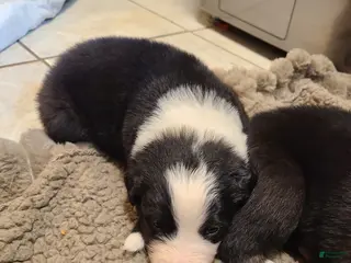 Mixed Breed dogs Turner - Ad 15
