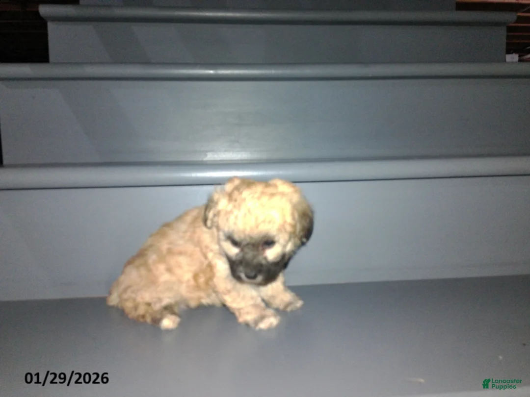 Yorkiepoo dogs for sale: Cara  - Ad 10
