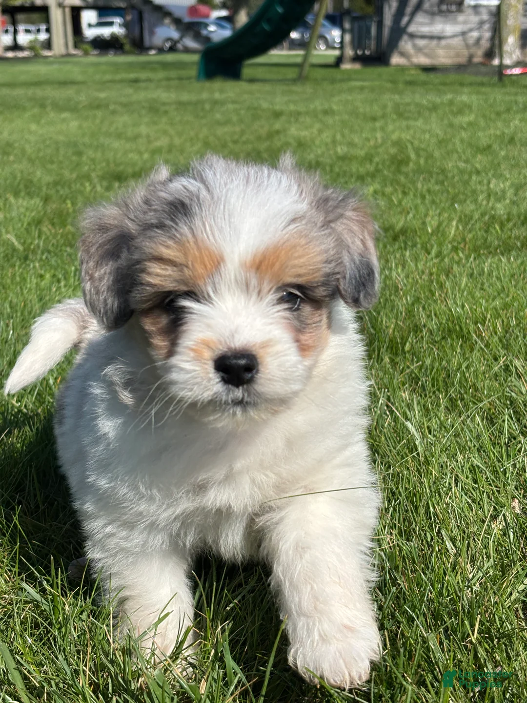 Mixed Breed dogs for sale: Mark - Ad 2