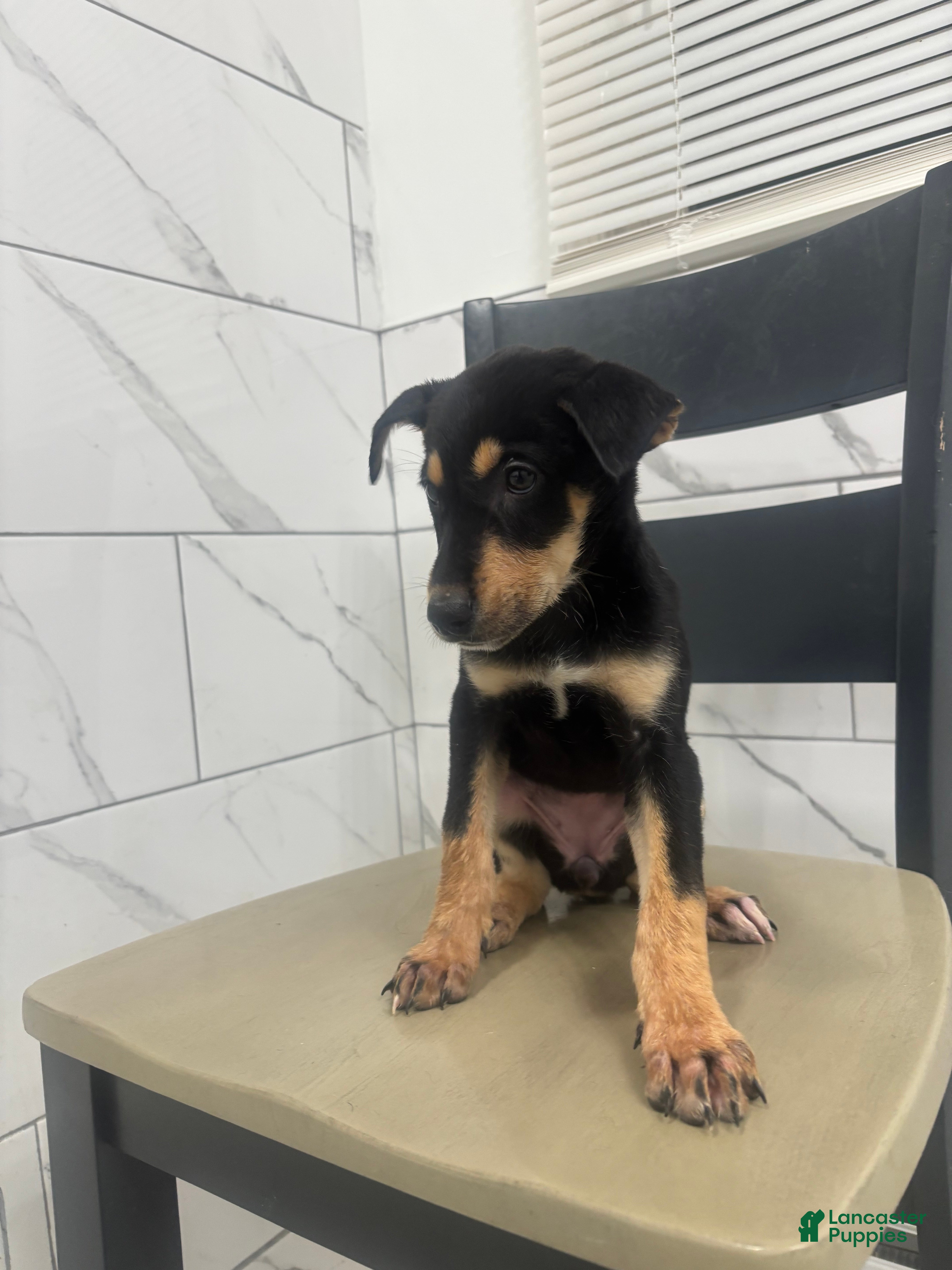 Mixed Breed dogs Mixed Breed Puppy 7 - Ad 42