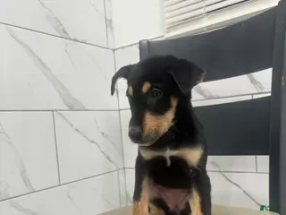 Mixed Breed dogs Mixed Breed Puppy 7 - Ad 42