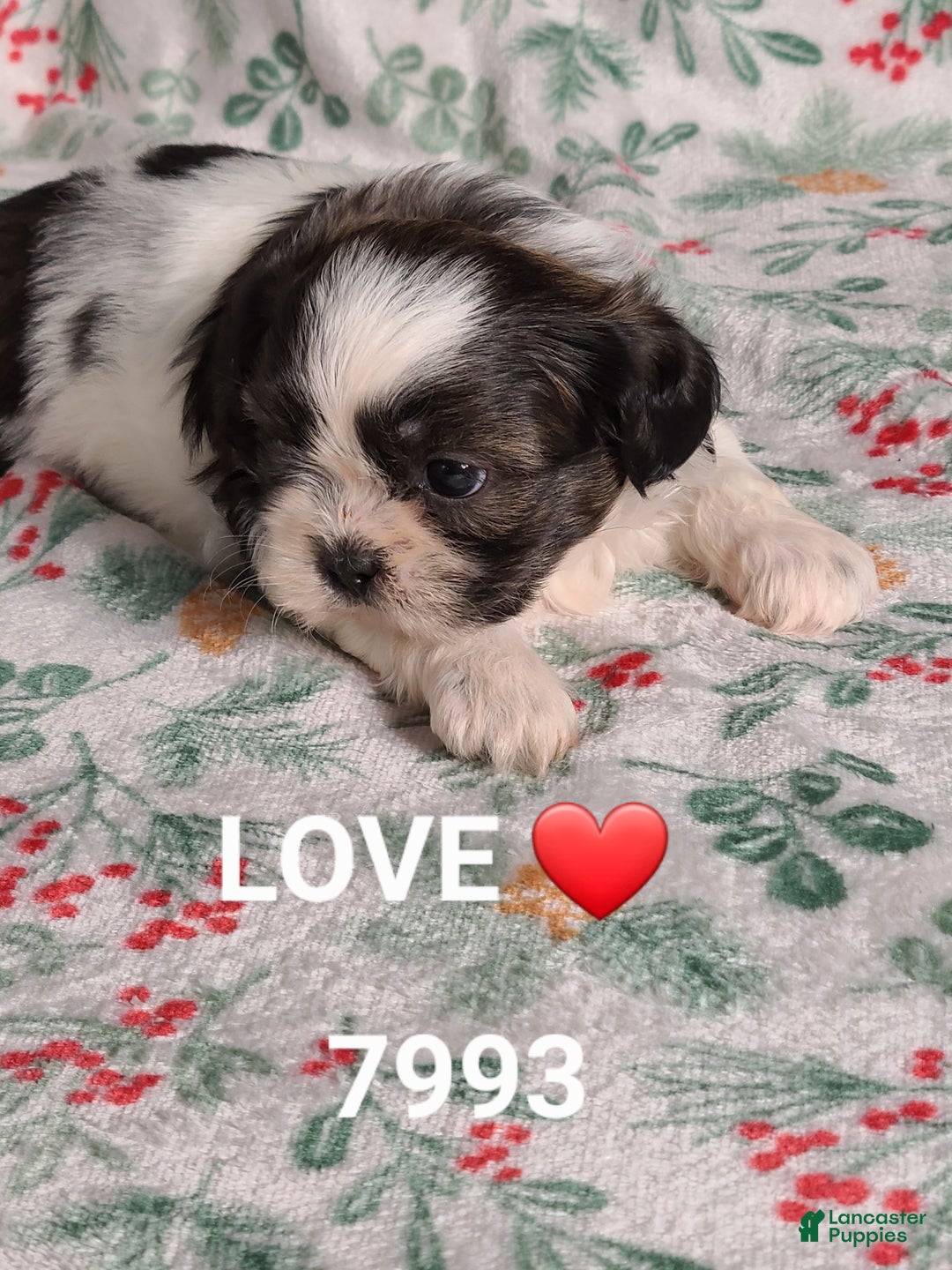 Shih Tzu dogs for sale: Love ❤️  - Ad 4