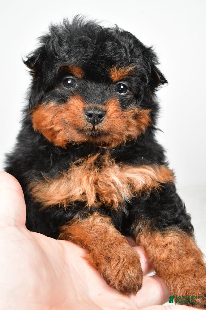 Aussiedoodle dogs Avery - Ad 2