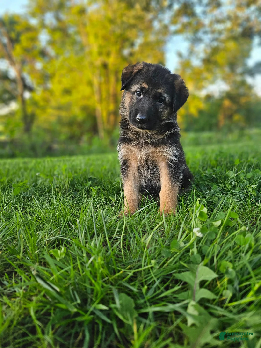 German Shepherd dogs for sale: Abby - Ad 2