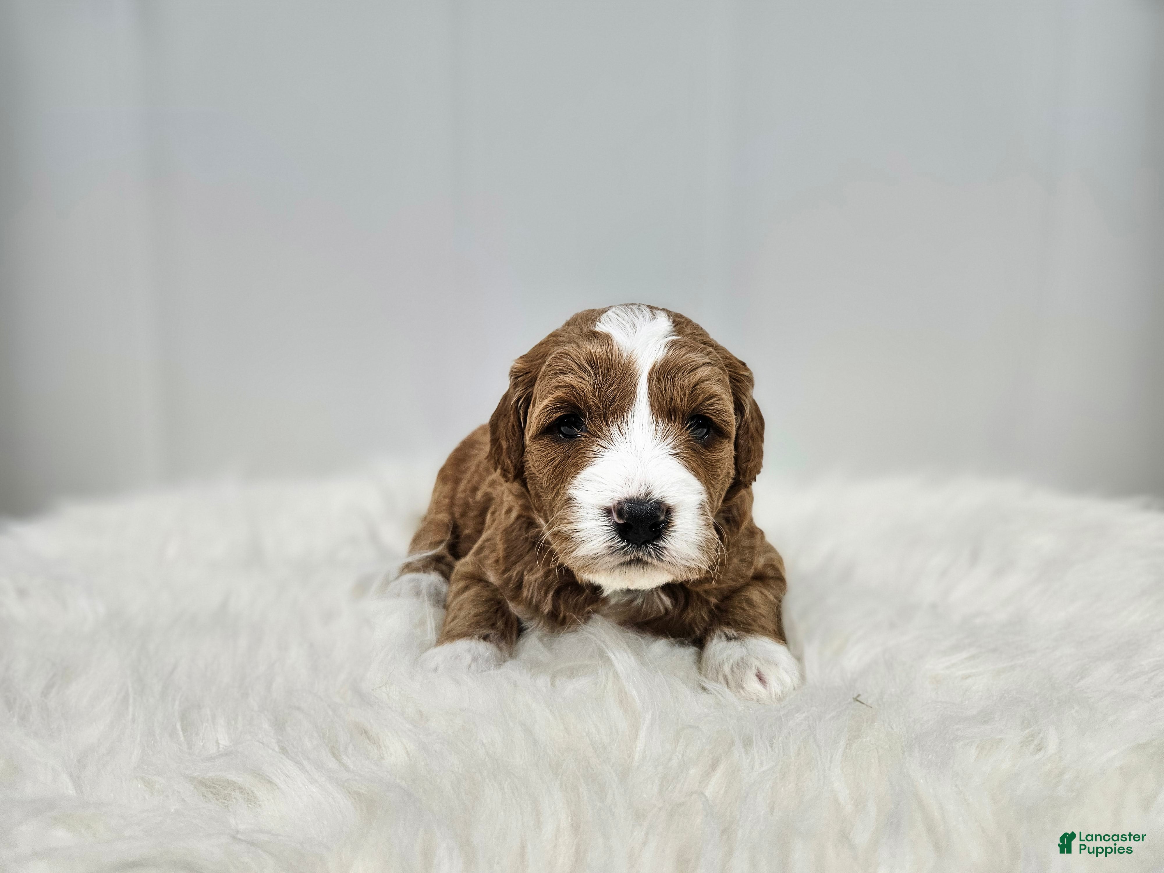 Mini Goldendoodle dogs Emma - Ad 1