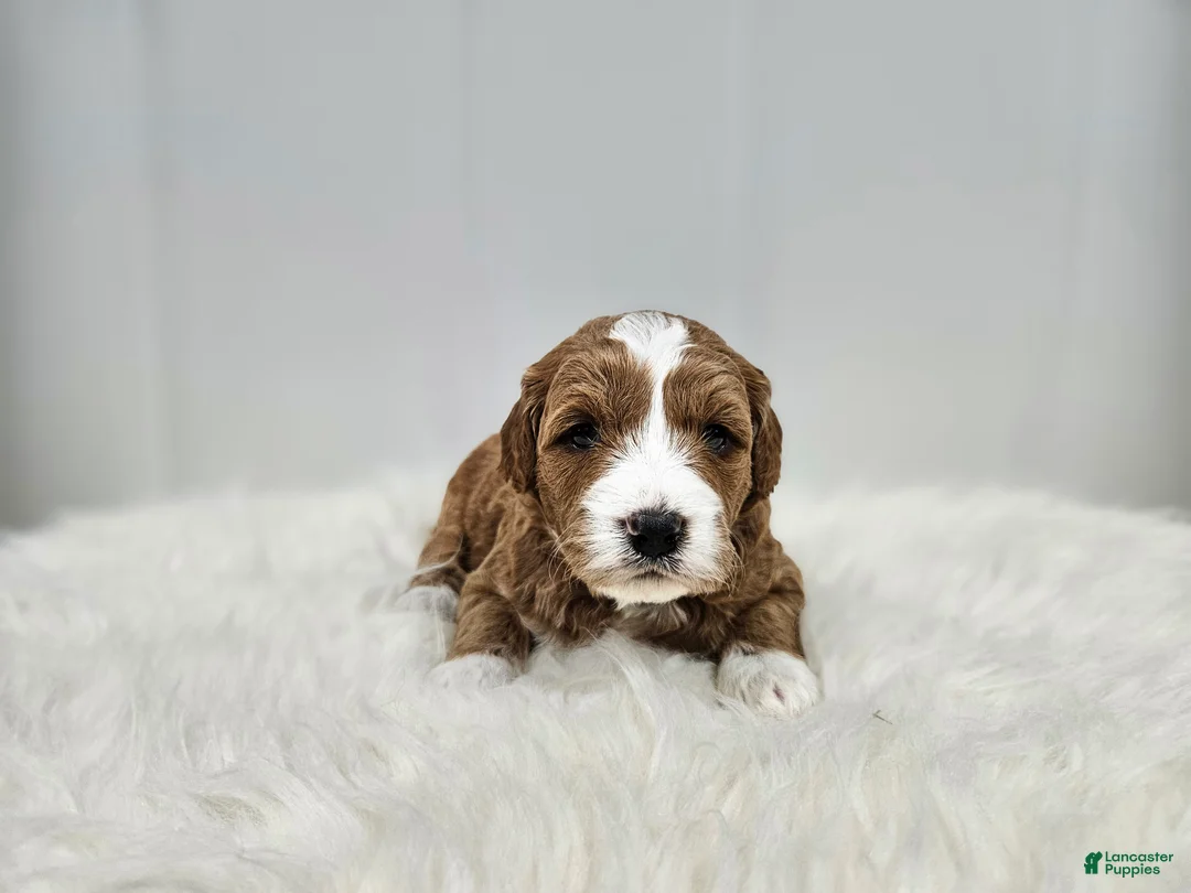 Mini Goldendoodle dogs for sale: Emma - Ad 1