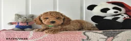 Mini Goldendoodle dogs for sale: Cole - Ad 5