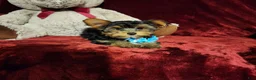 Yorkshire Terrier dogs for sale: TEDDY - Ad 6