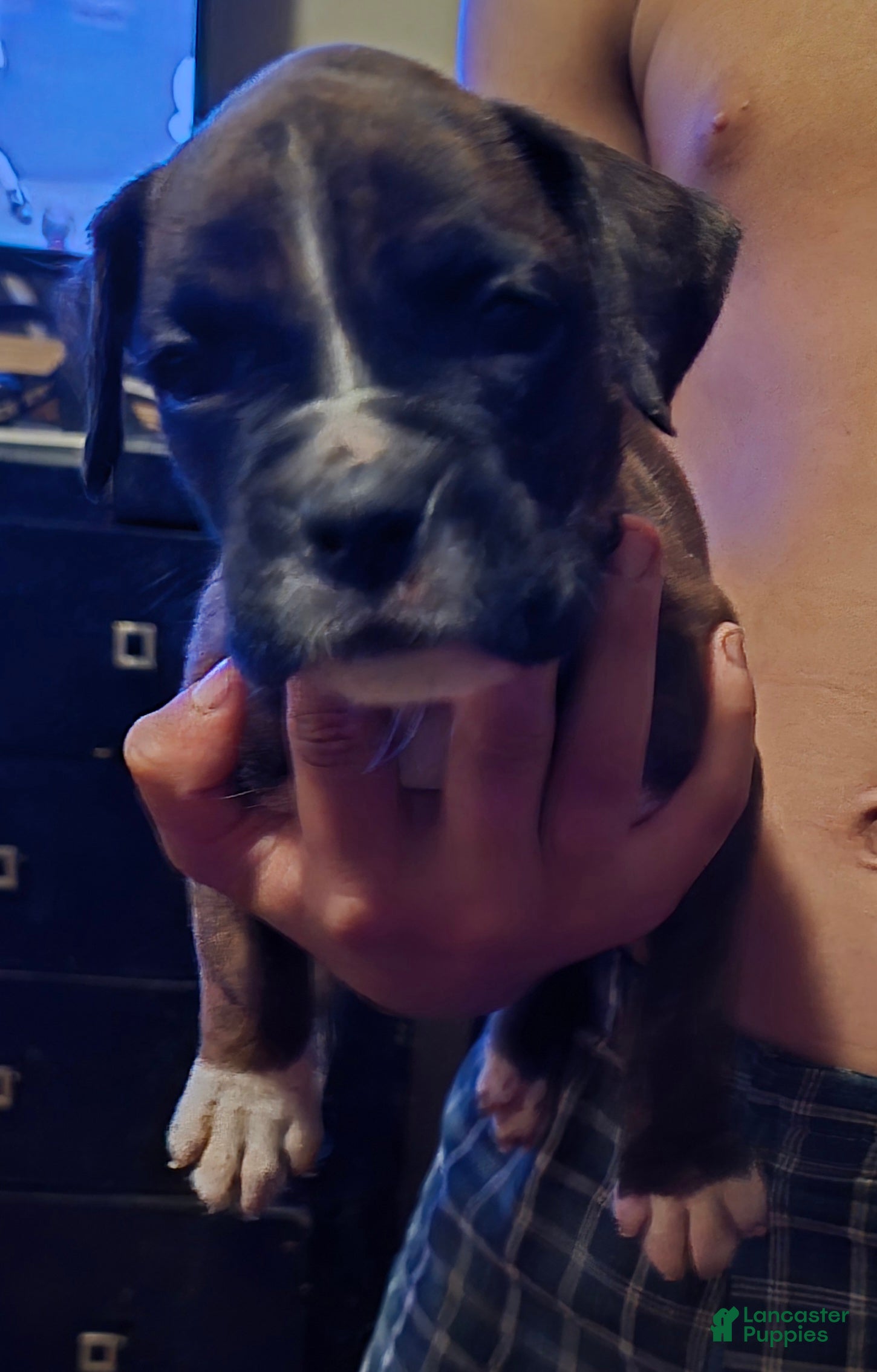 Boxer dogs Boxer Puppy 4 - Ad 2