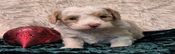 Mini Goldendoodle dogs for sale: Snowball - Ad 5