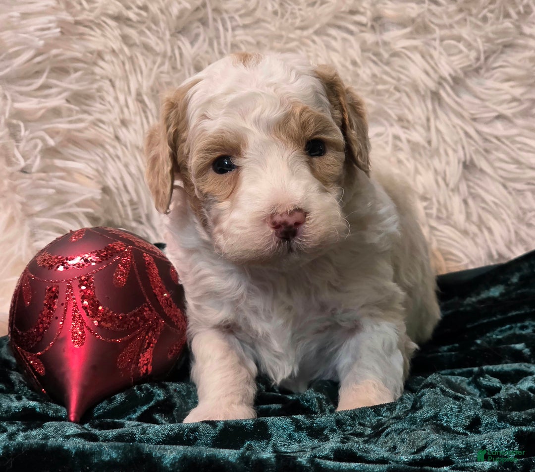 Mini Goldendoodle dogs for sale: Snowball - Ad 5