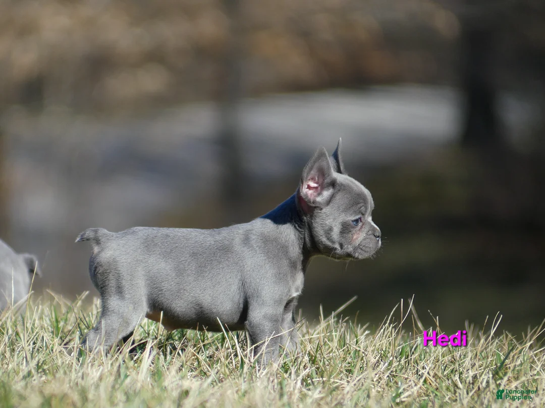 French Bulldog dogs for sale: Hedi - Ad 6