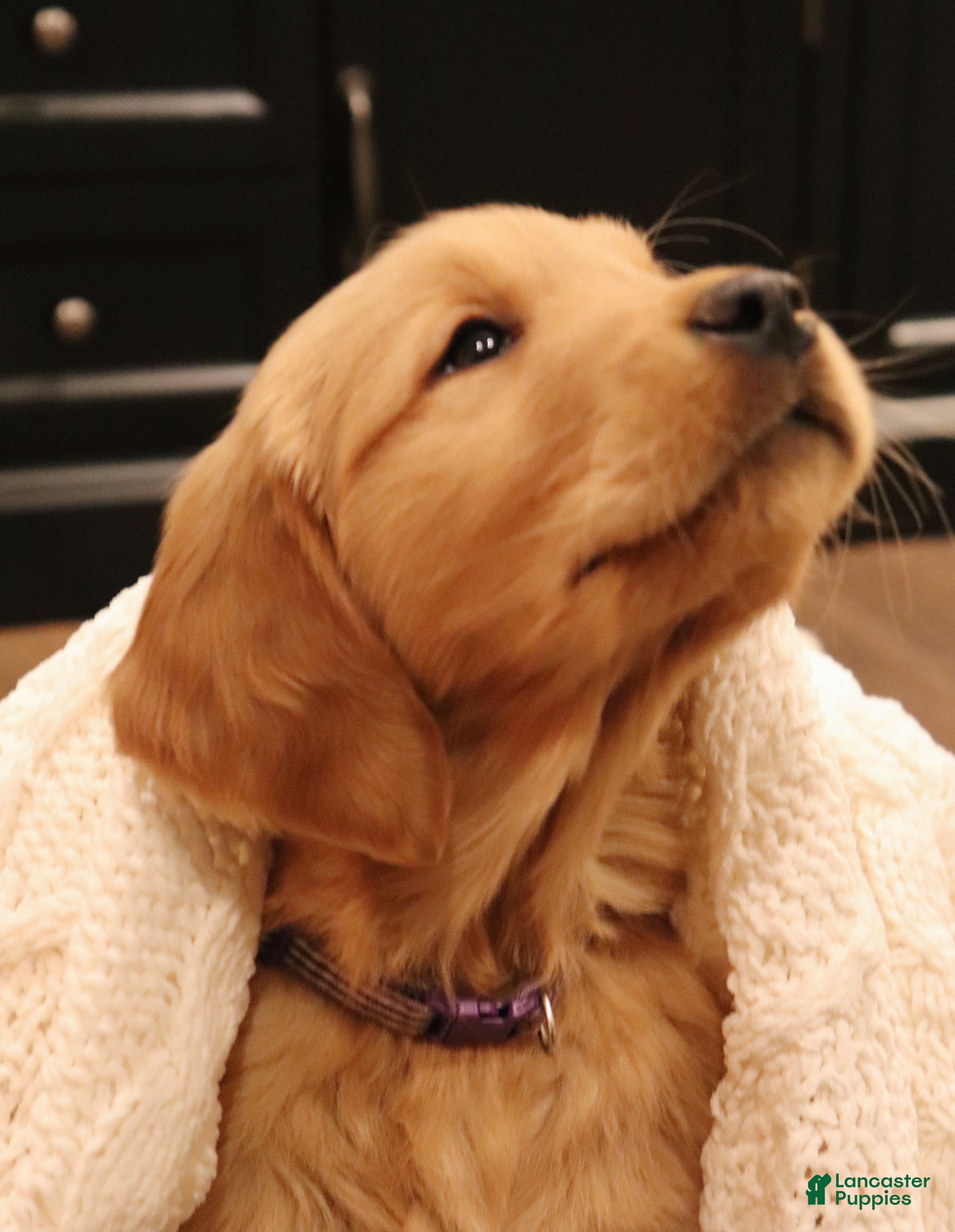 Golden Retriever dogs Lucy  - Ad 36