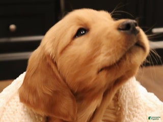 Golden Retriever dogs Lucy - Ad 39