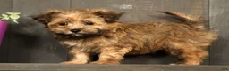 Havapoo dogs for sale: Missy - Ad 1