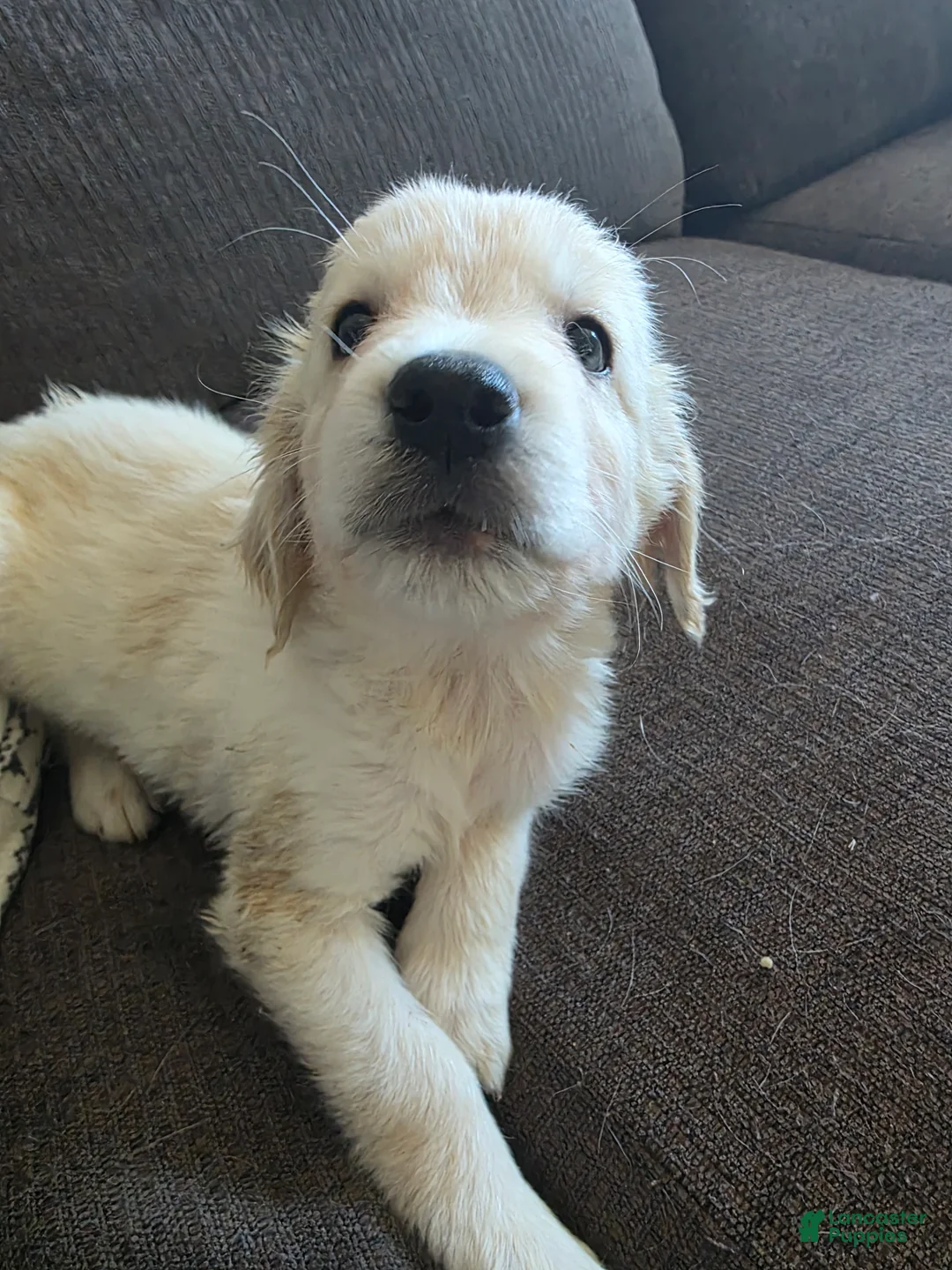 Goberian dogs for sale: Goberian Puppy 2 - Ad 2