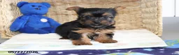 Yorkshire Terrier dogs for sale: Rosie - Ad 2