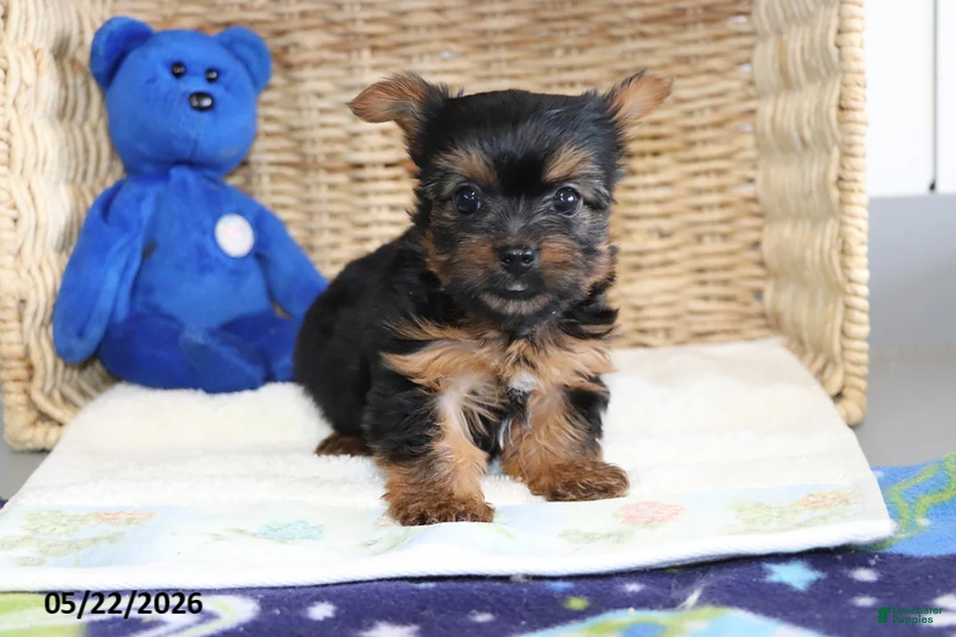 Yorkshire Terrier dogs for sale: Rosie - Ad 2