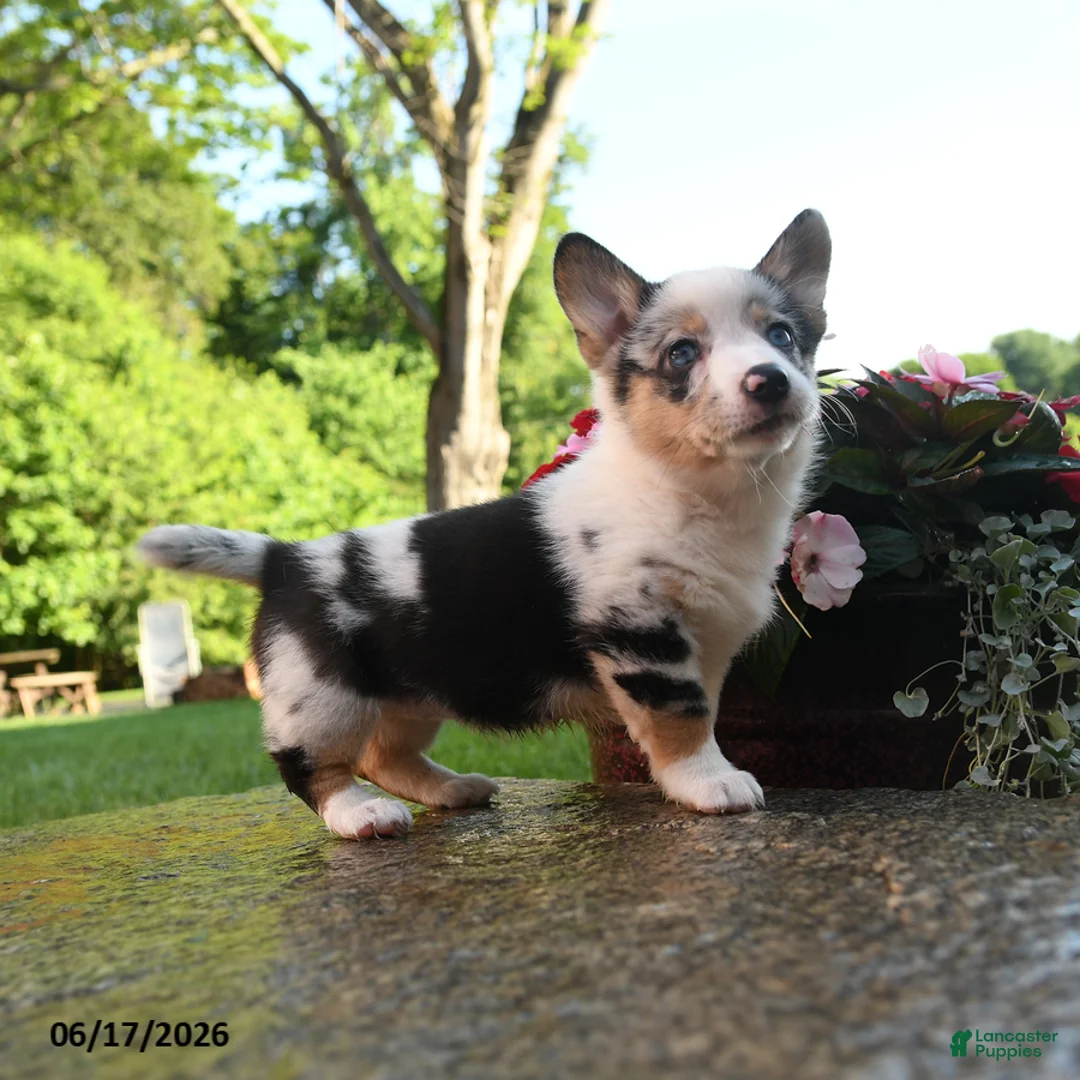 Welsh Corgi Pembroke dogs for sale: Reagan - Ad 2