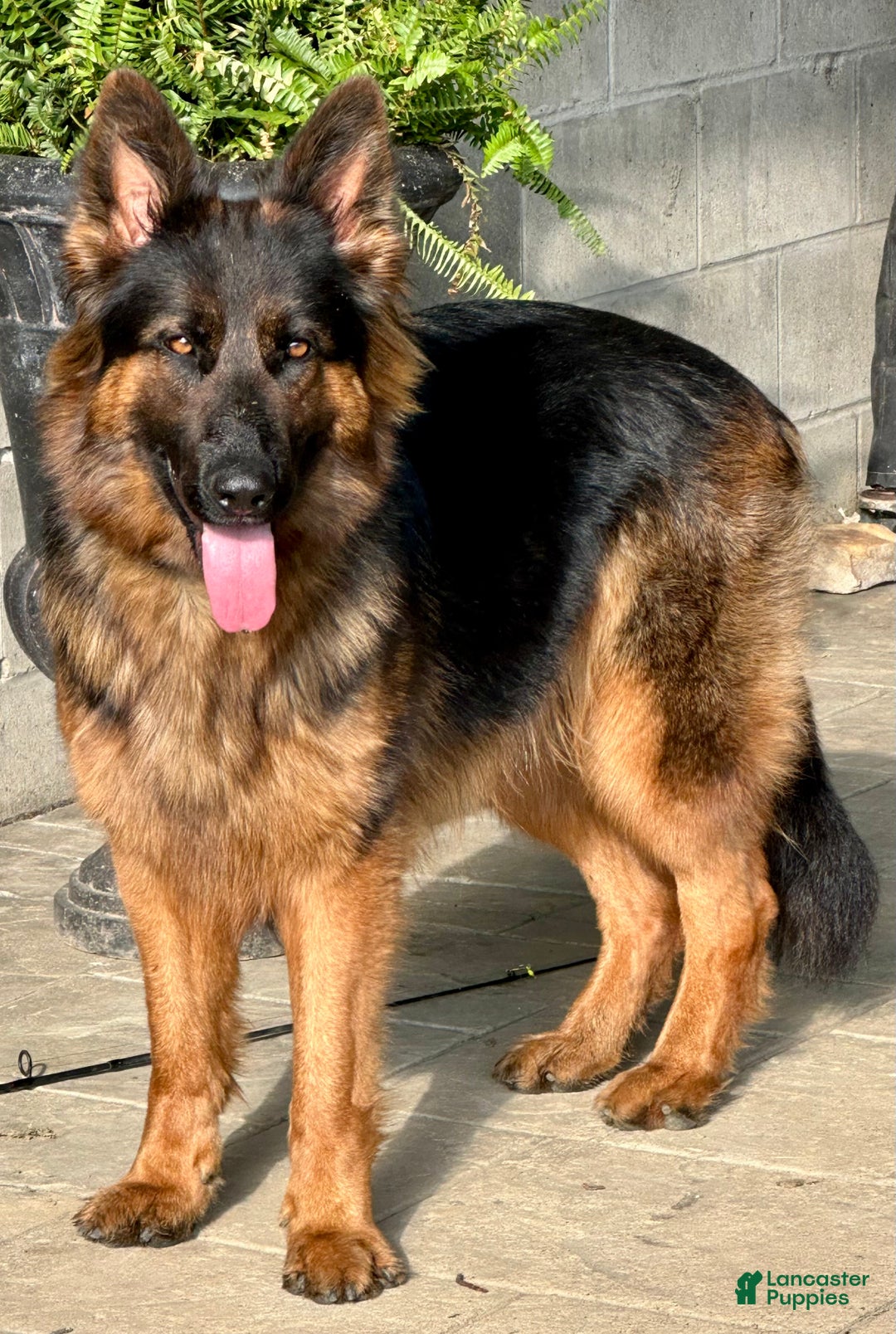 Shepherd Dogs German Shepherd Litter For Sale Line German Imported