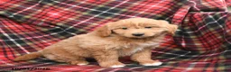 Mini Goldendoodle dogs for sale: Shane - Ad 3